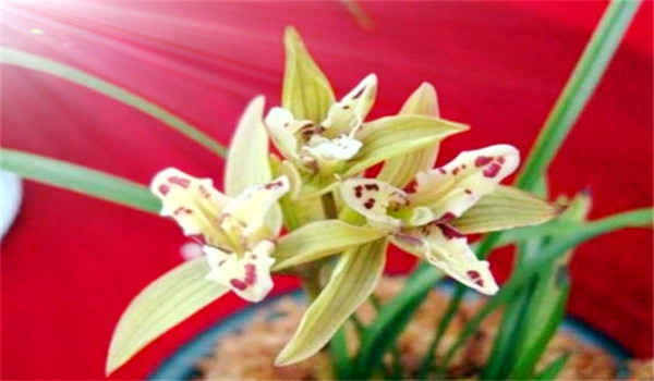 兰花品种及图片大全 价格（兰花品种名称及图片和多少钱）