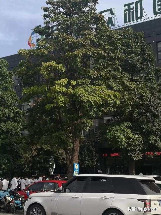 绿化苗木品种名称图片（绿化苗木的品种有哪些）