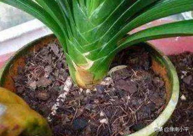 君子兰最好的土办法（君子兰土最好配方）