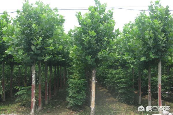 速生法桐扦插繁殖技术（速生法桐20公分）