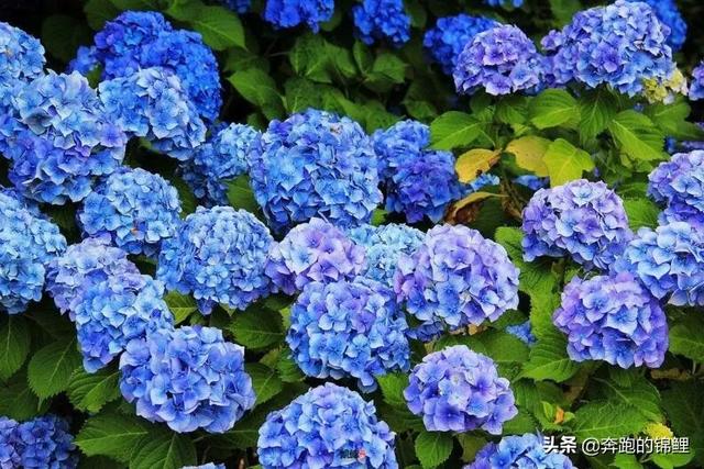 海棠盆栽用什么土最好（盆栽海棠用什么花盆）