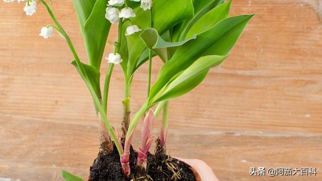 金鱼吊兰花图片（金鱼吊兰图片 花语）