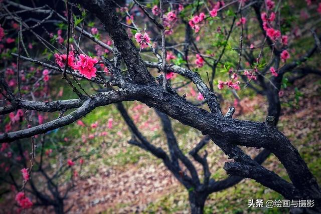 梅花长什么样子图片（真正的梅花图片）