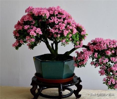 杜鹃花怎么养植（杜鹃花怎样养）
