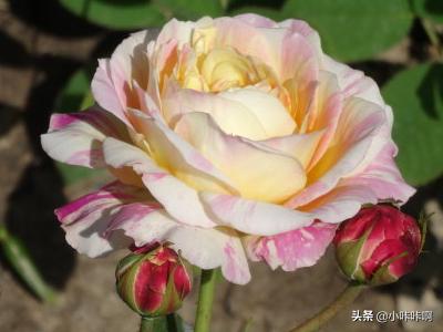 月季花的诗句大全唯美（月季花的诗句大全唯美简短）