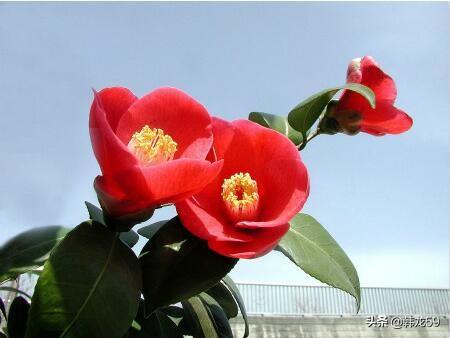 冬天花草树木图片（冬天花草树木图片真实）