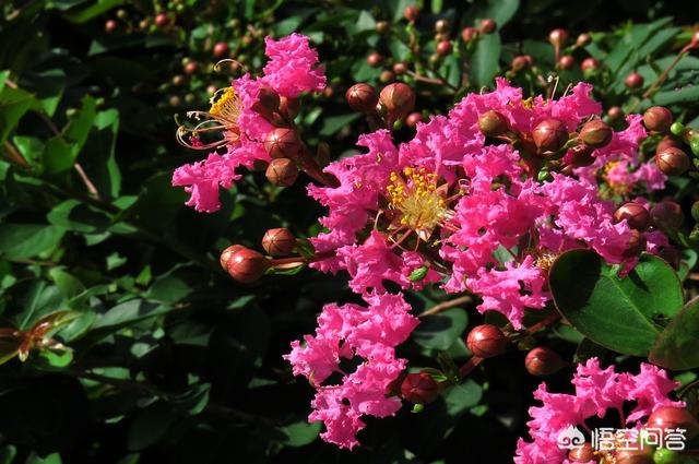 紫薇树苗种植（紫薇树苗种植条件）