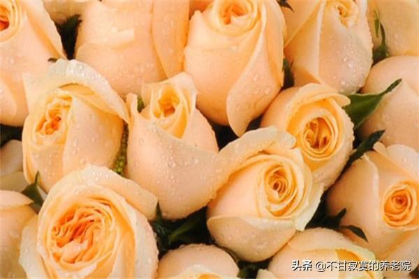 香槟玫瑰的区别（黄玫瑰和香槟玫瑰的区别）