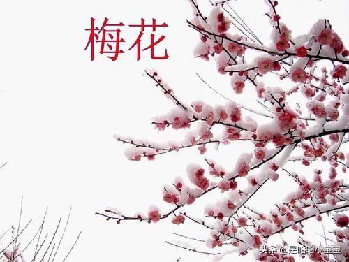 腊梅诗句经典的腊梅（腊梅诗句经典的腊梅是什么）