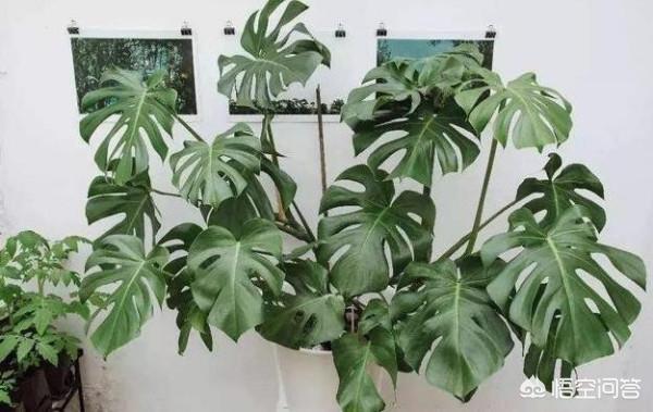 吸收甲醛的植物（能吸收甲醛的室内植物有哪些）