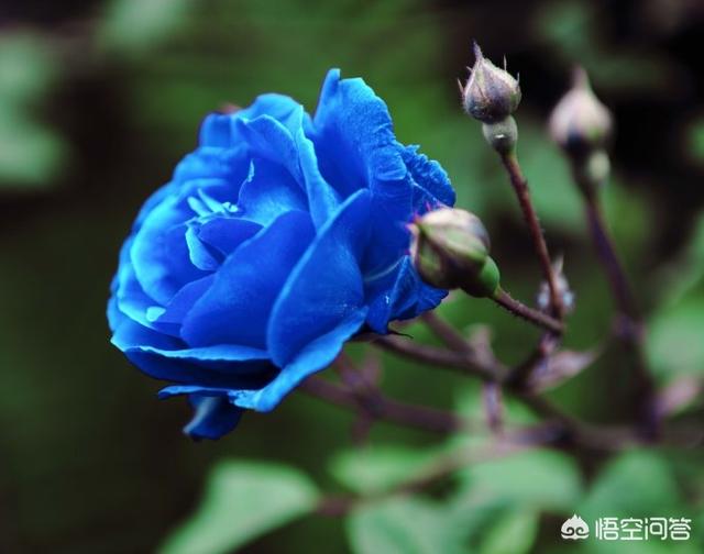 送男生蓝色妖姬的寓意（送男生蓝色妖姬代表什么意思）