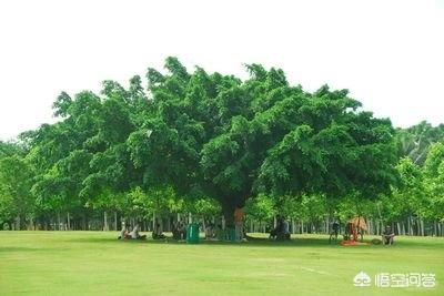 树木（树木年轮较密的一侧是南方还是北方）