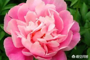 牡丹为什么被誉为花中之王（牡丹为什么是花中之王 传说）