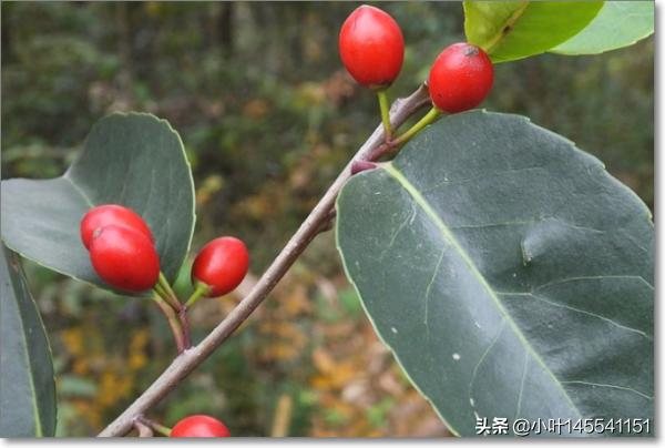 冬青树结的果实叫什么（冬青树结的果实叫什么果子）