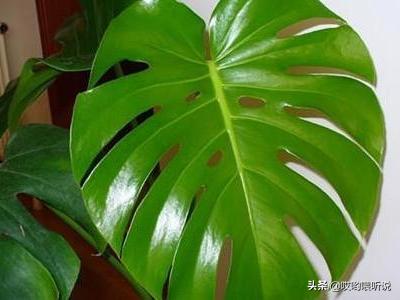 龟背竹的繁殖方法图解（龟背竹怎么繁植）