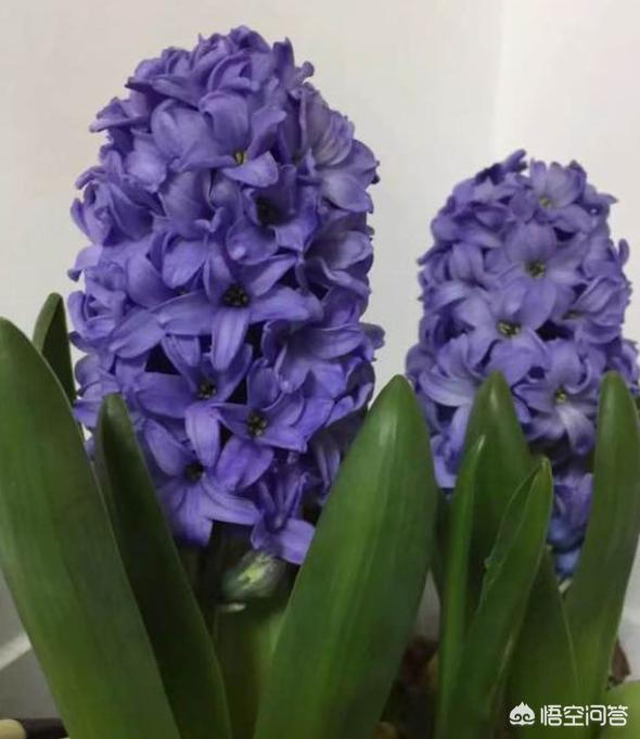 风信子花长什么样（风信子花的图片及养法）