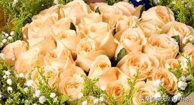 香槟玫瑰花语是什么意思母亲
