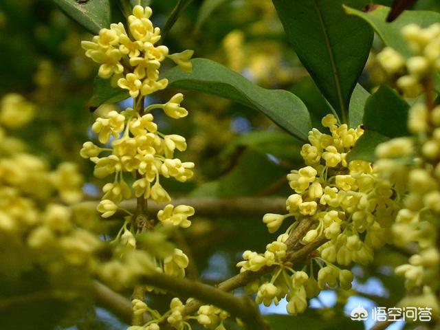 桂花的作用（熟普加桂花的作用）