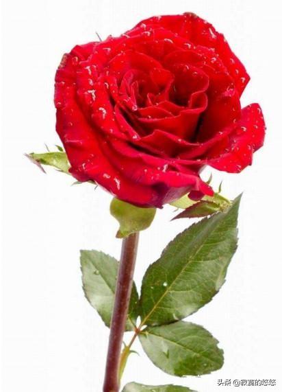 玫瑰几束寓意（玫瑰花几束代表什么意思）