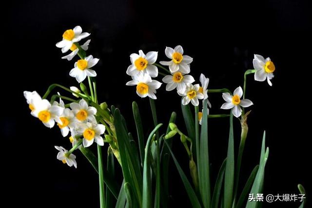 给去世妈妈送花图片（送给死去的母亲的花）