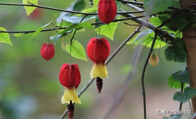 风铃草花朵像（风铃草生长在哪儿花瓣透明的像什么）