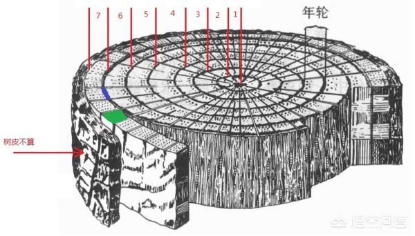 树的年轮的图片（树的年轮图片高清图片唯美）