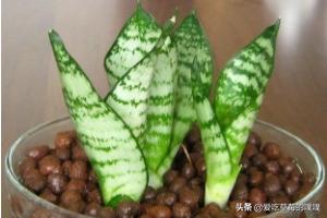 自制水培植物营养液（自制简单水培营养液）