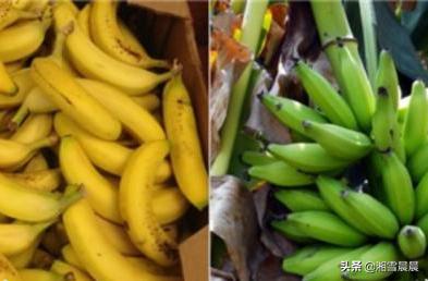 芭蕉（芭蕉的拼音）