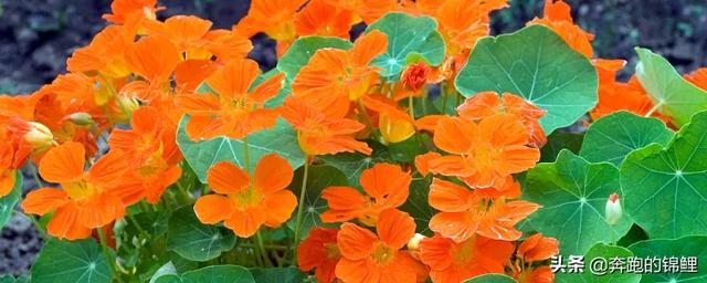 菩提树多久开一次花（菩提树要多久才长大）