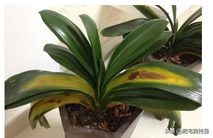 君子兰叶子发黄什么原因（兰花叶子黄了怎么处理）