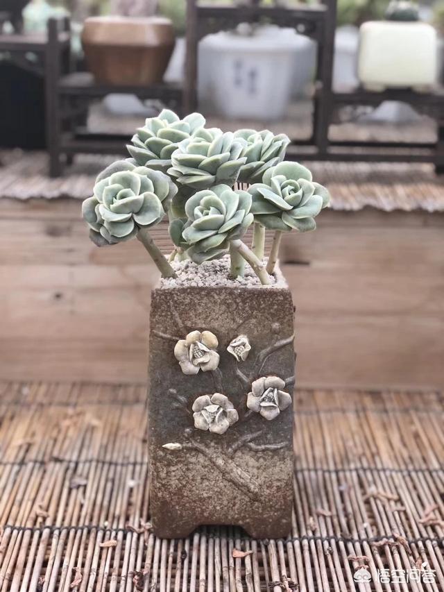 多肉植物图片大全可爱（多肉植物图片及名称 图鉴 品种）