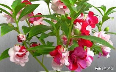 凤仙花的生长过程图画（凤仙花的生长过程是什么）