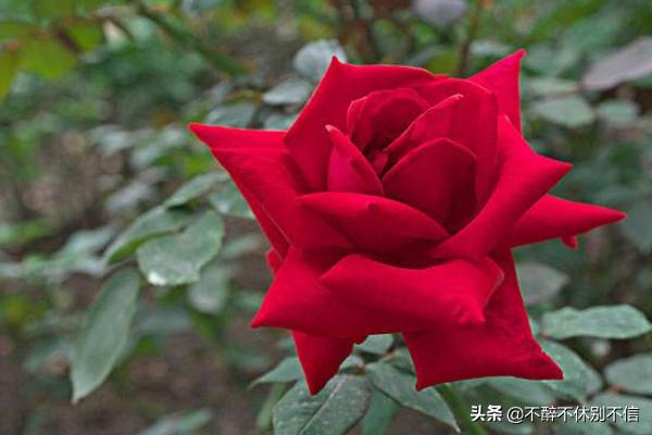 经典红玫瑰图片（经典红是大红色吗）