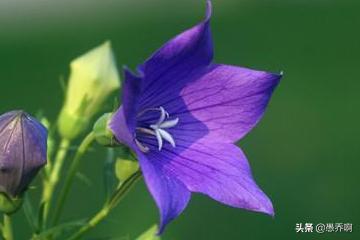 野生桔梗花图片（野生桔梗花图片大全）