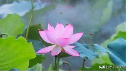 荷花的雅称绰号别名（荷花的所有雅称）