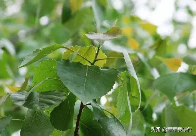 园林绿化常见树种(园林绿化树种选择的基本要求)