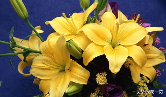 所有的花名(所有的花名字)