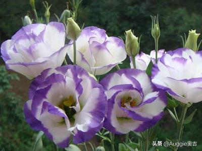 洋桔梗花语及图片大全（洋桔梗花语是什么花）